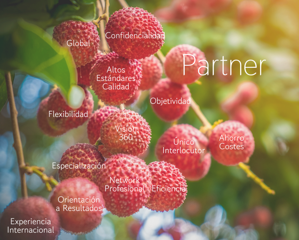 Frutas lichi en un árbol con palabras clave sobre headhunting, selección de talento y reclutamiento.